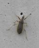Himacerus major
